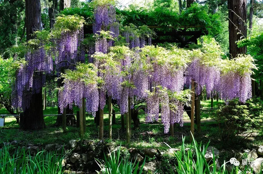 日本最美神社國寶出陳當四月最美紫藤季遇到平安時代的正倉院