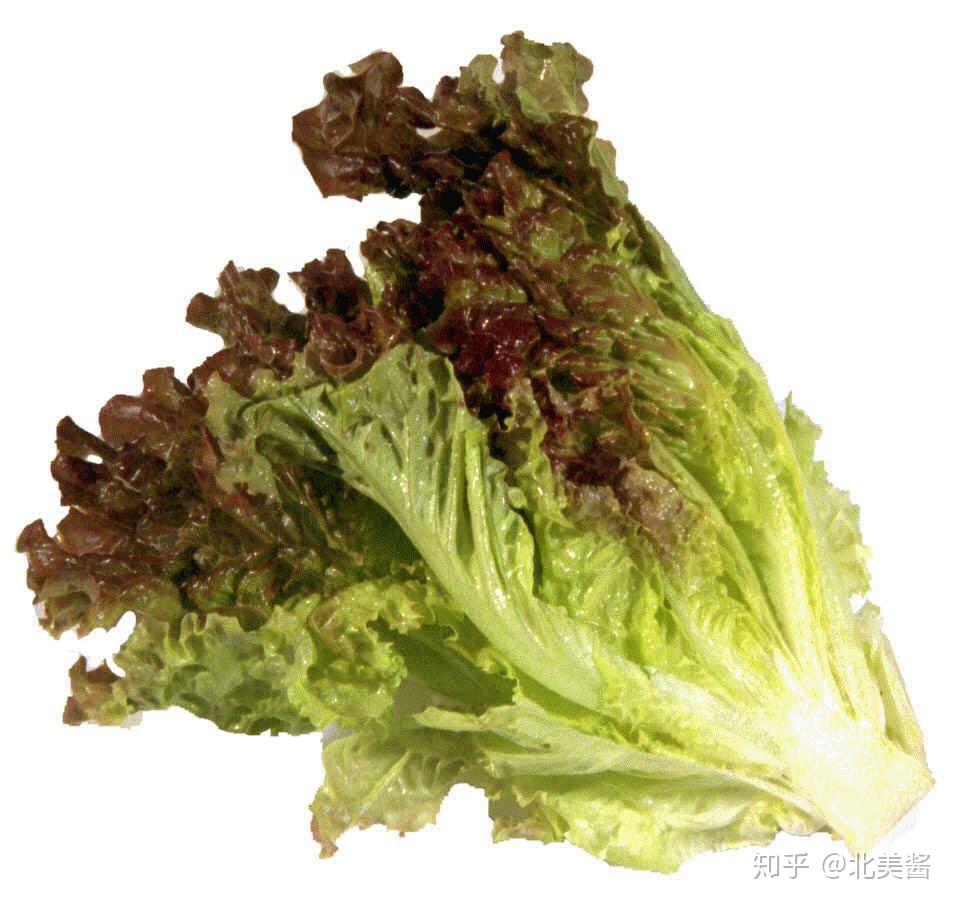 叶子呈现散状而非结成球状,叶形有长的,圆的,锯齿的,多皱褶的等等.