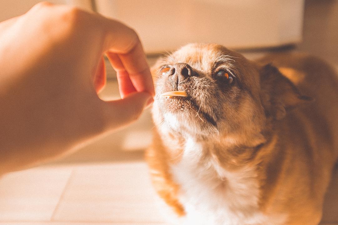 狗狗排斥洗澡,这几点是原因,不要再傻傻不知道了