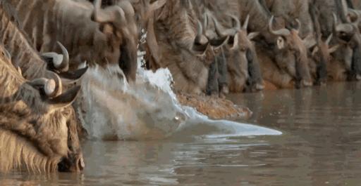 值得创业者一看的纪录片猎捕豆瓣评分98
