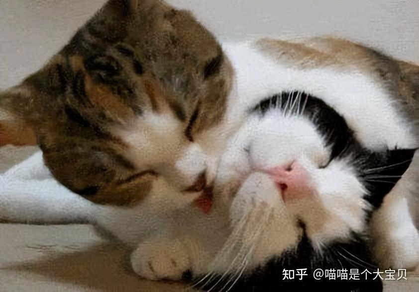 猫咪“发情”时需要怎么做?这几点,很重要 - 知乎