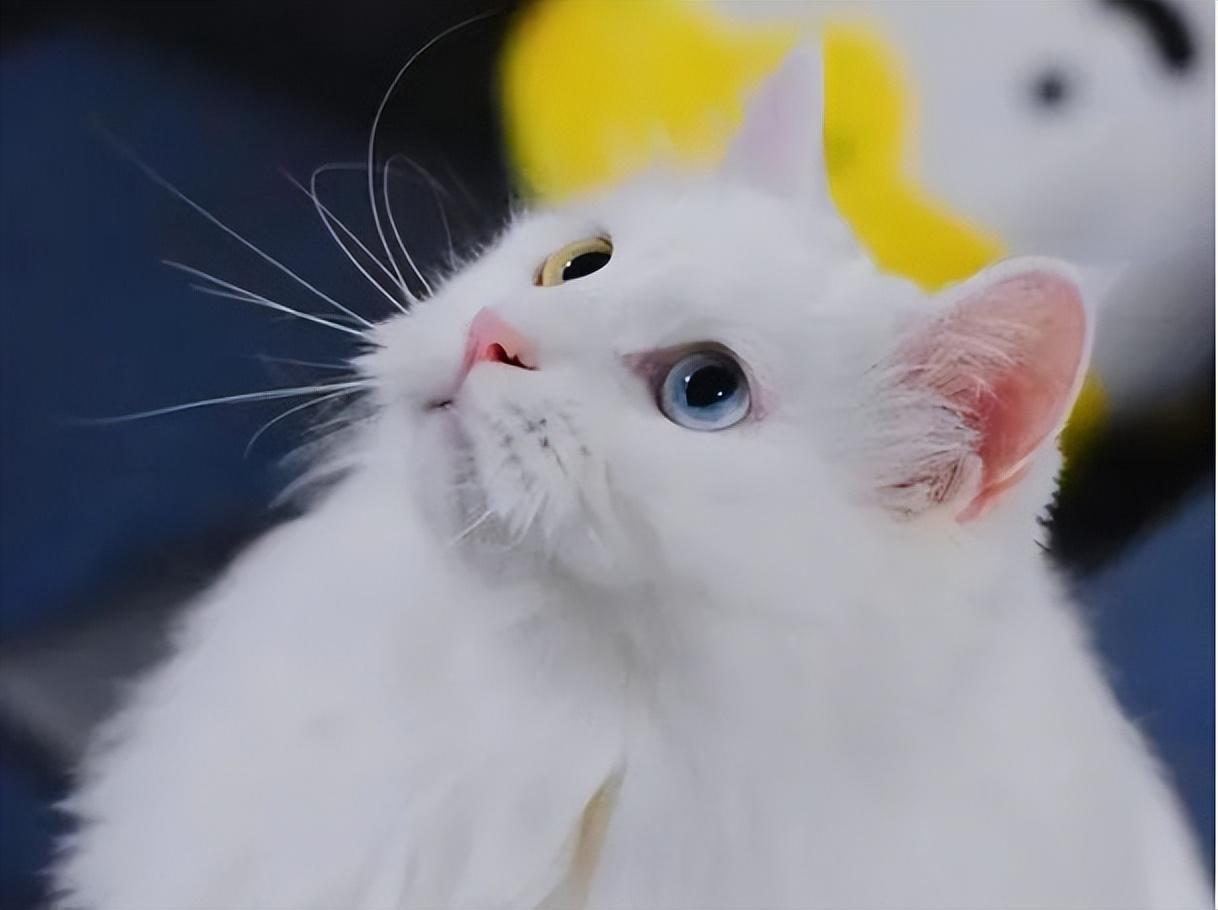 ⑦ 肠胃差狮子猫的肠胃其实特别的差,在饲养之前一