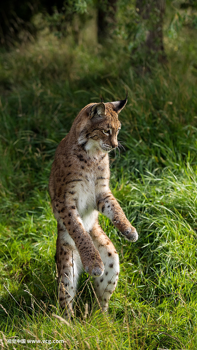 小象物联卡哪里可以买