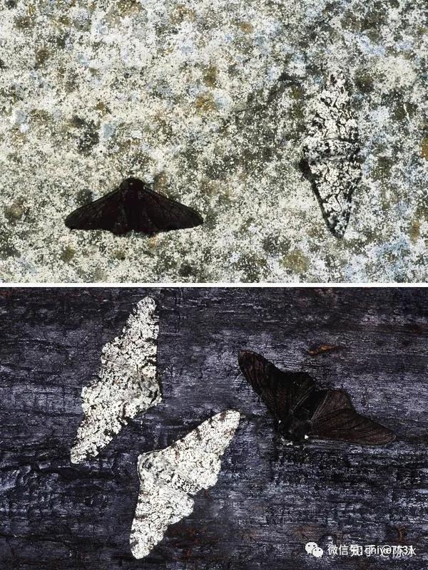 两种颜色的桦尺蠖(biston betularia)分别在树皮材质(上)和煤灰材质