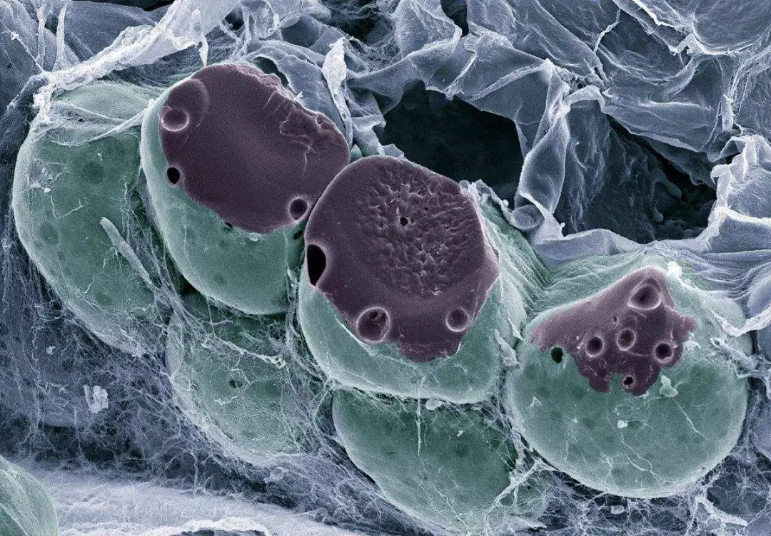 科研人你该知道扫描电镜sem的基本影响要素