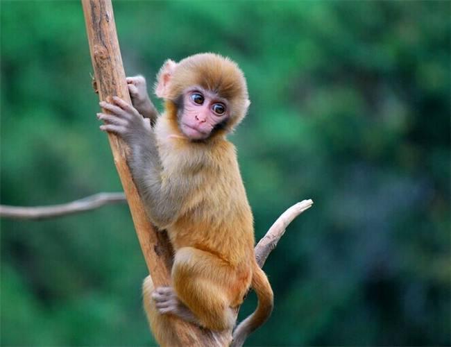 孙悟空是一只什么品种的猴子