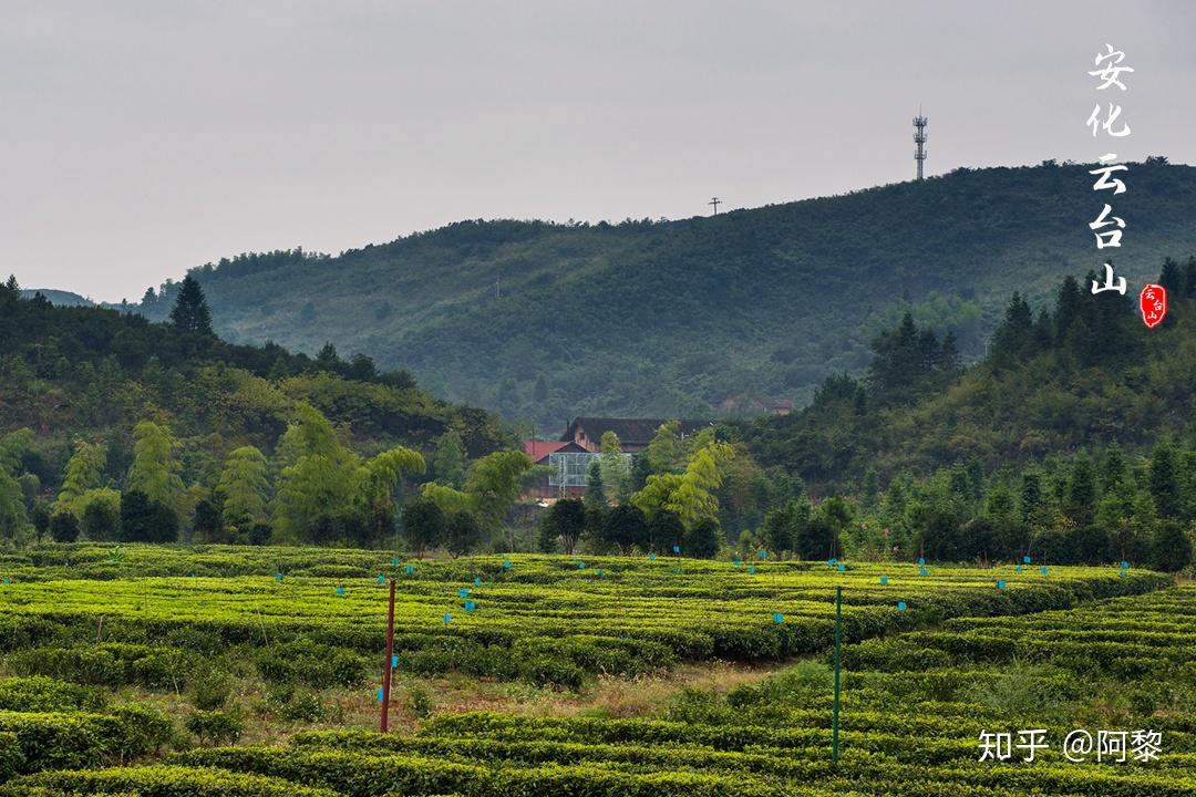 安化云台山最美茶宿,面朝云海,春暖茶香