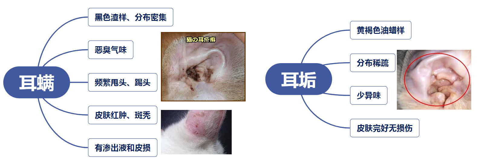 如何区分猫耳螨和耳垢?