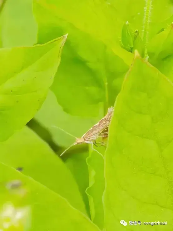 小菜蛾前翅形态特征图图片