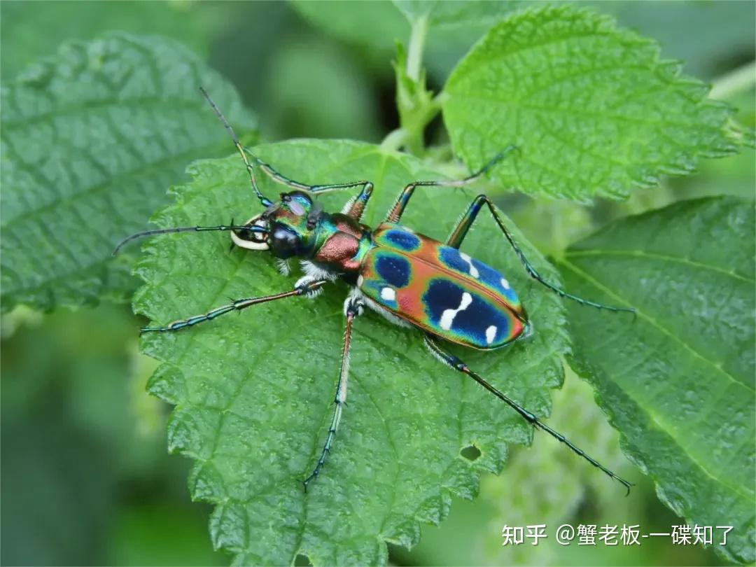 芽斑虎甲 cicindela gemmata在秦岭中