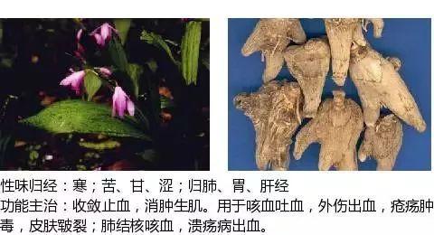 500余种中草药图  第268张