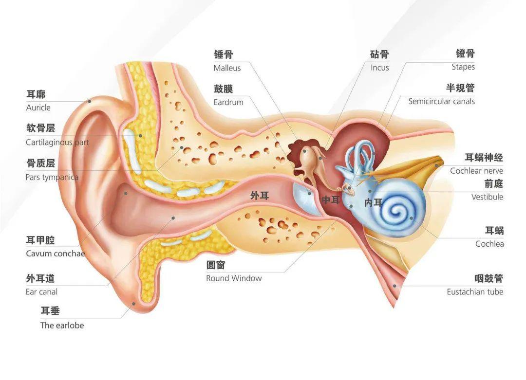 咽鼓管解剖结构图图片
