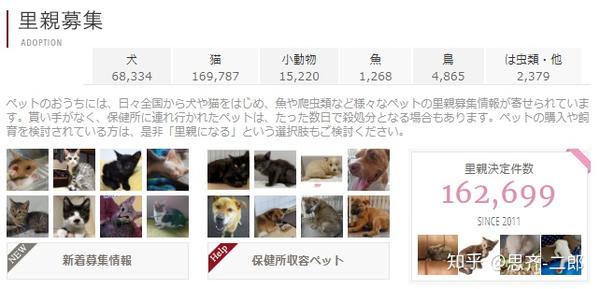 如何在日本养猫 基本费用 知乎