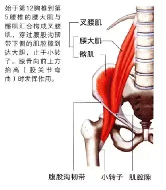 下肢的解剖学知识 知乎