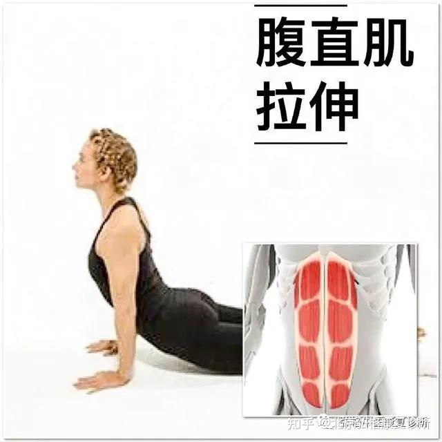 腹直肌拉伸:俯卧位,前臂支撑将上半身推起,不要耸肩,骨盆及大腿不离开