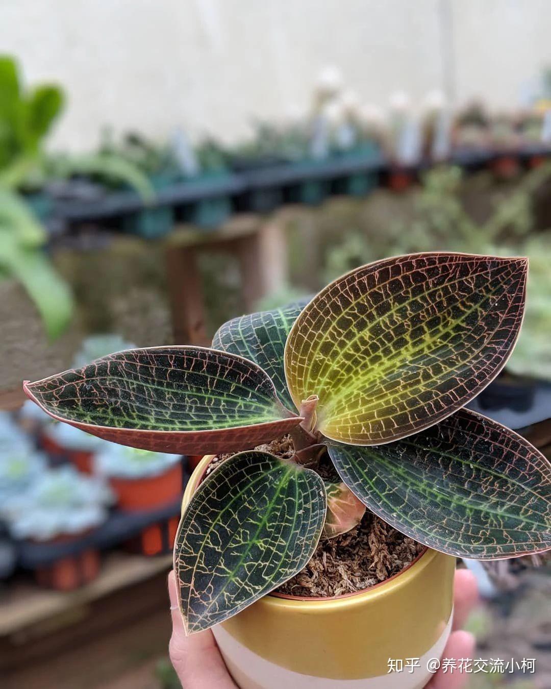 很招人喜欢的宝石兰叶子闪闪发光但注定是小众的观赏植物