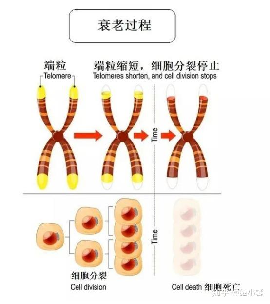 从生物学的角度来说,人之所以会衰老,是因为细胞不再分裂了