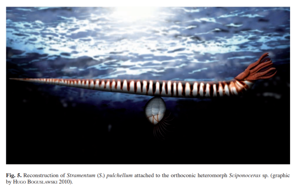 头足纲小传21棘皮小丑勾菊石目