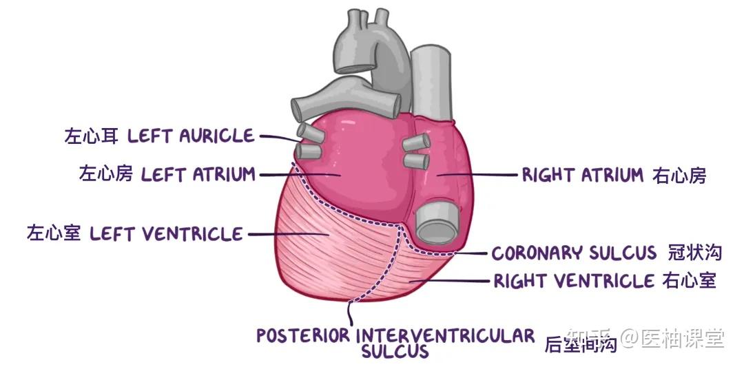 人体解剖学基础：心脏 - 知乎