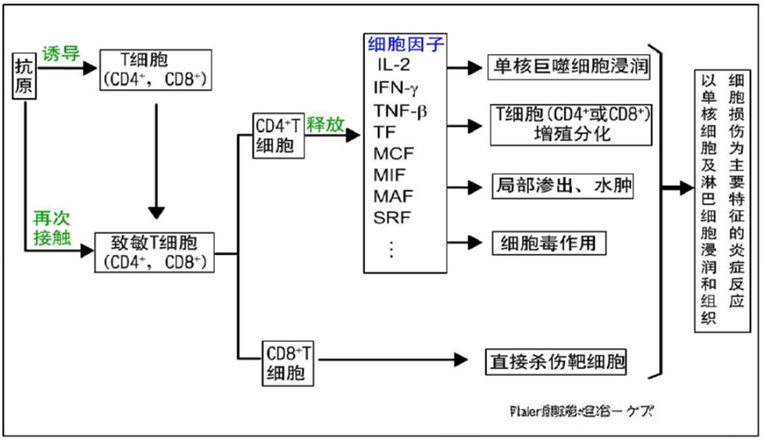 速记超敏反应---看完必得分 - 知乎