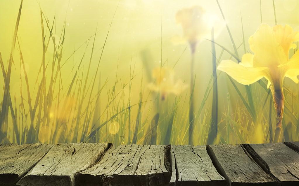 遇见薄雾微光 就是她了 又仙又毒的秋水仙 知乎 遇见薄雾微光 就是她了 又仙又毒的秋水仙 知乎