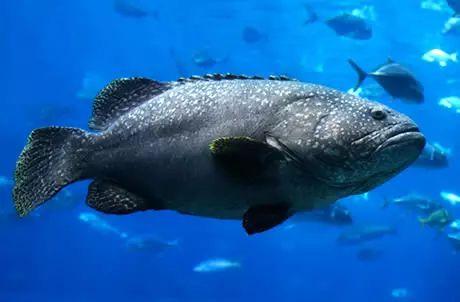 味库海鲜食材百科文莱龙趸石斑鱼