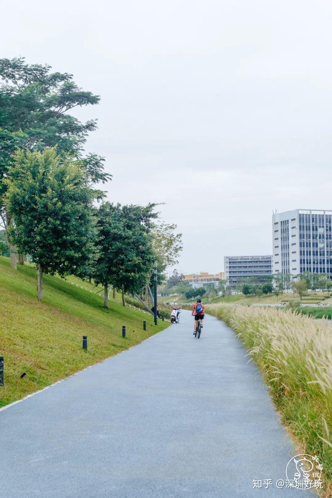 別擠深圳灣了超火河岸公園藏著一片金色燈光秀