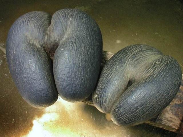 各国国宝大比拼,可这个国家的国宝令人感觉整