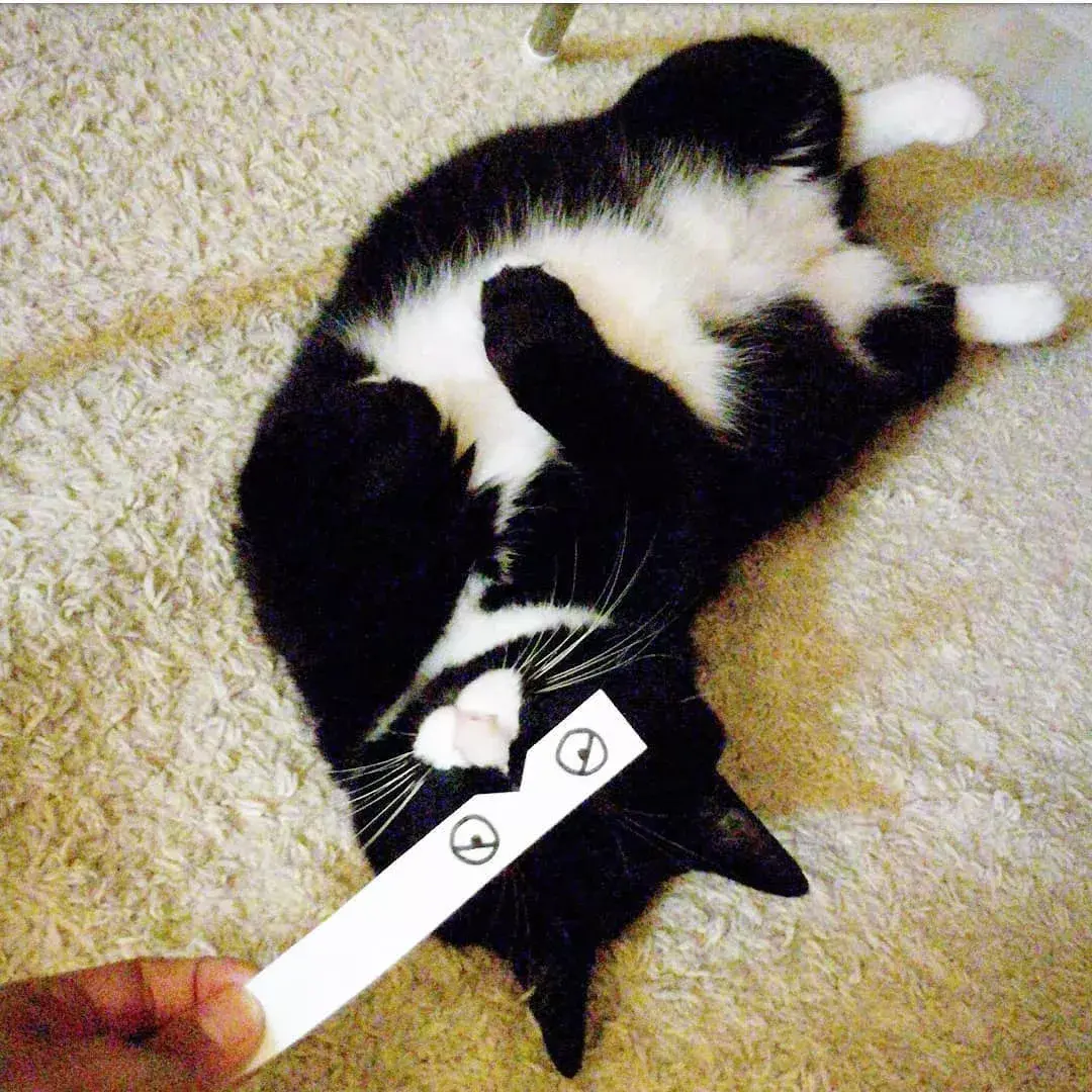 日本一猫咪长了一个心形嘴在铲屎官的助攻下火遍网络