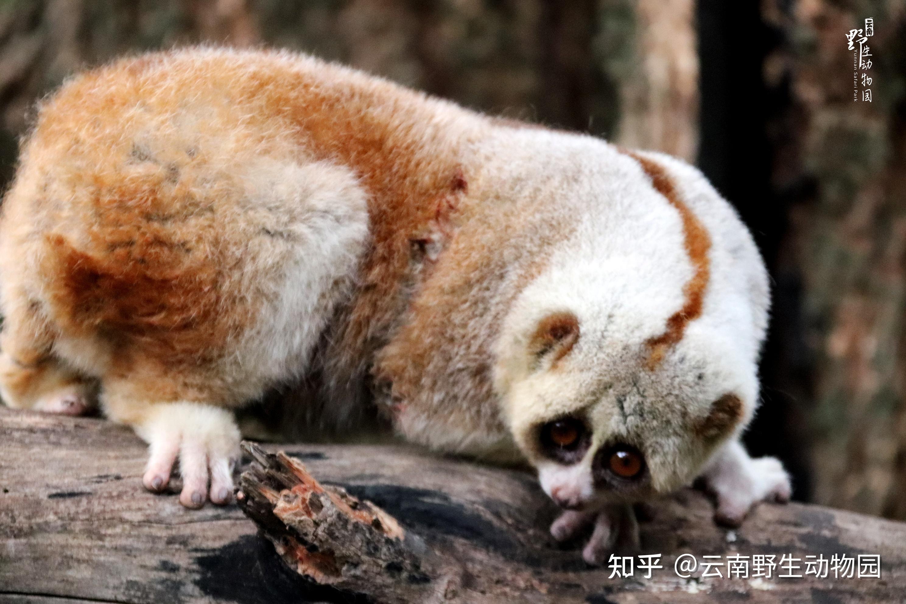 萌萌的懒猴 - 知乎