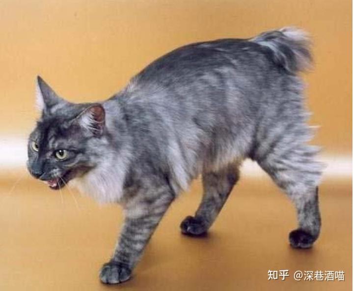 猫咪百科大全盘点世界上最危险的7种猫