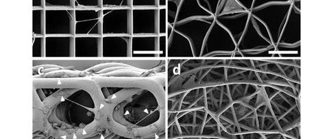 高精度多孔纤维支架诱导巨噬细胞延伸驱动m2型极化