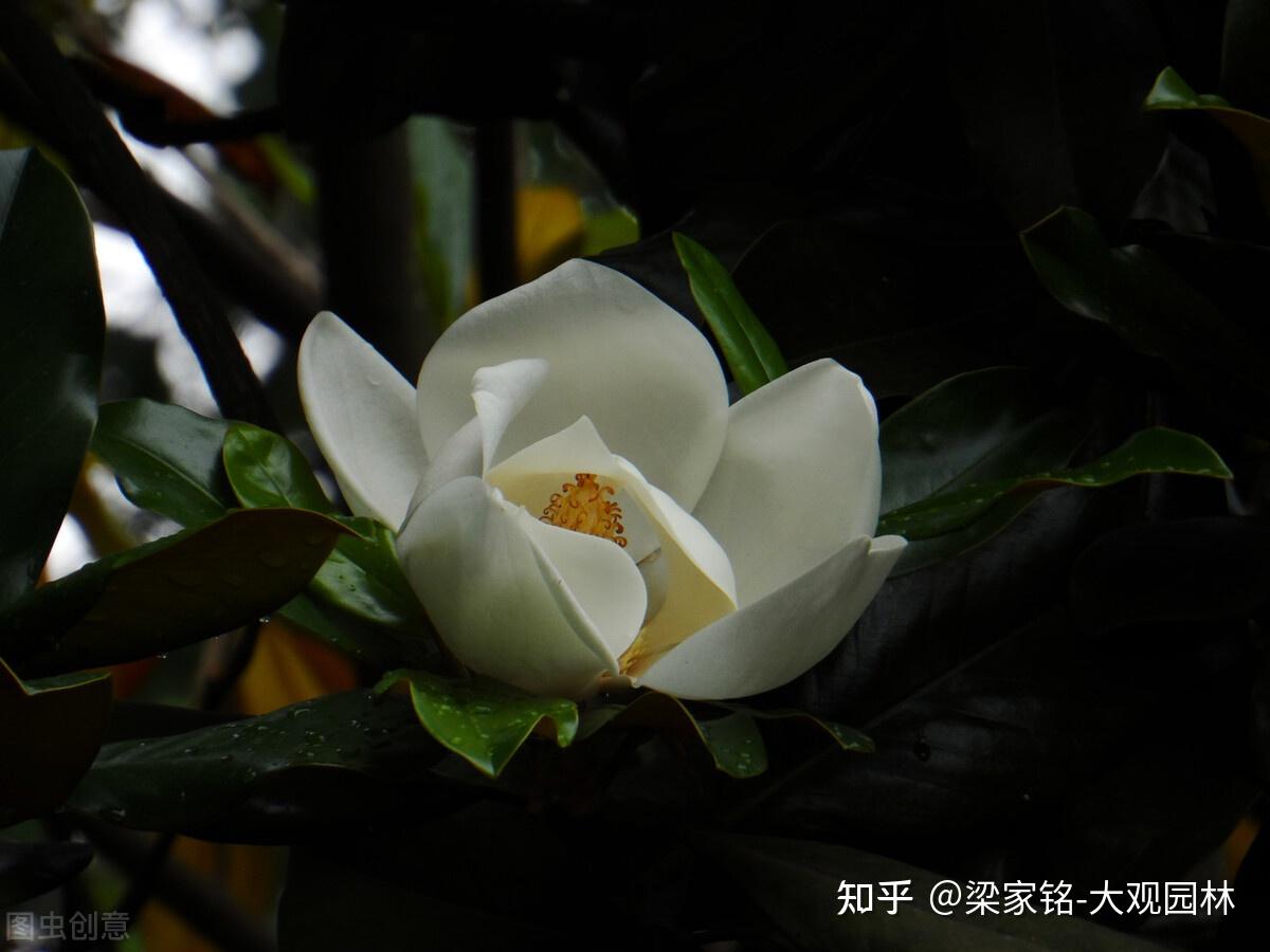 晚清引进的广玉兰，为何如此受青睐？ - 知乎