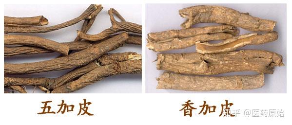 带你识别五加皮