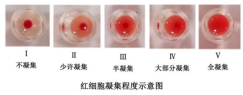 血凝试验与血凝抑制试验 - 知乎