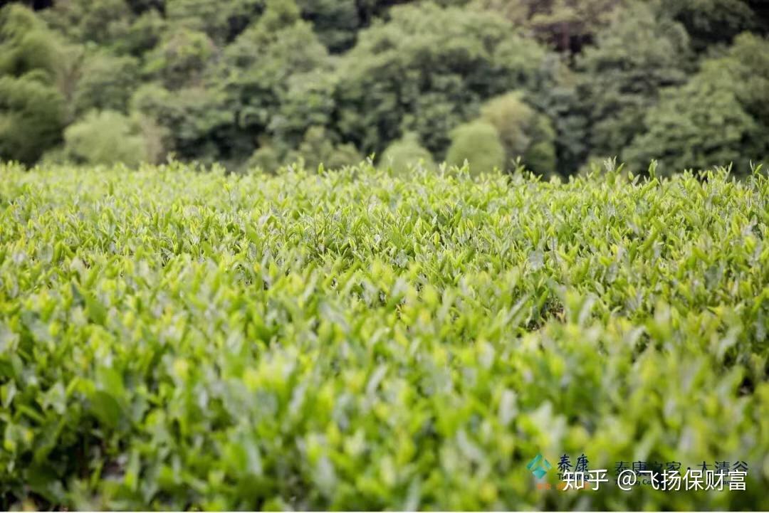 養老之驕世外桃源泰康之家杭州大清谷