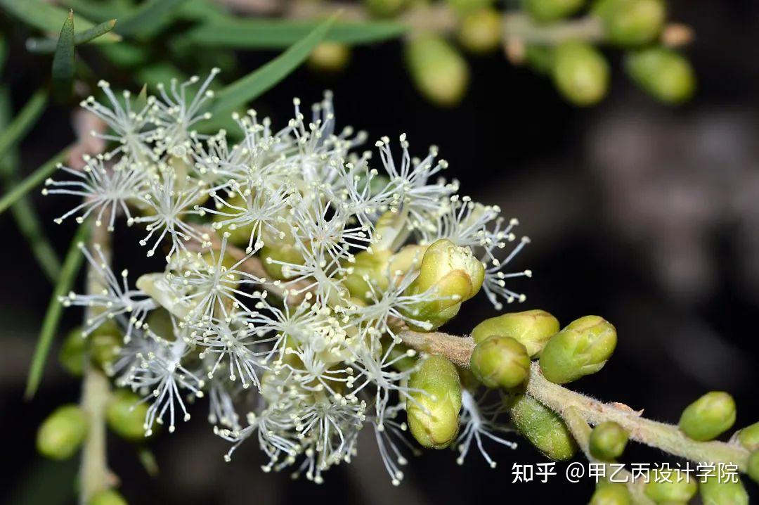 分享|南方常见园林植物合集 - 知乎