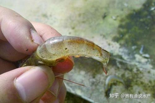 內的副溶血弧菌,哈維氏弧菌,溶藻弧菌以及創傷弧菌等致病菌嚴重超標