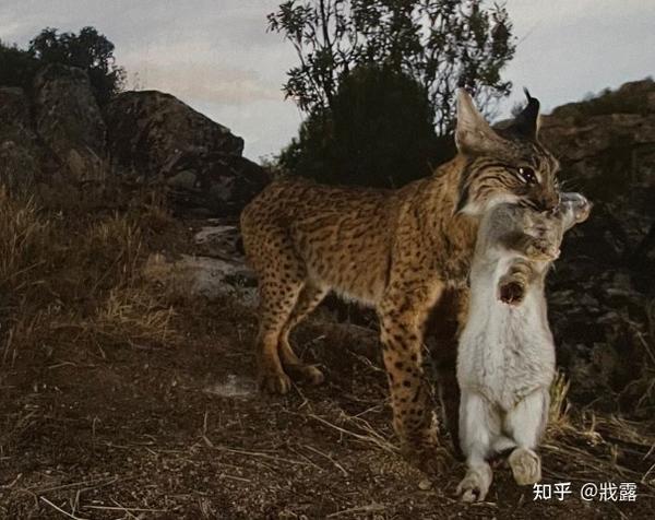 敢与虎狼相争,“恣意”在食物链顶端的大猫—猞猁 - 知乎