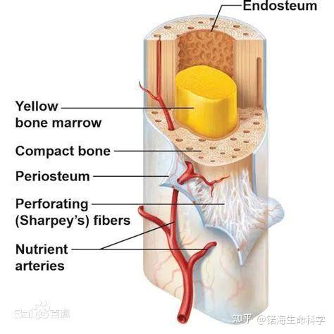 利用visikol透明化揭示恆河猴骨髓生態位