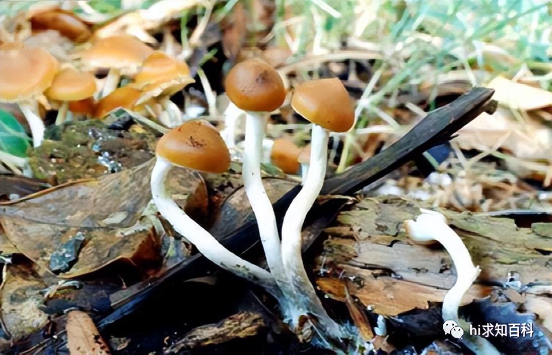云南三种常见野生毒菌!白毒伞最为致命,堪称野生菌里的银环蛇 - 知乎