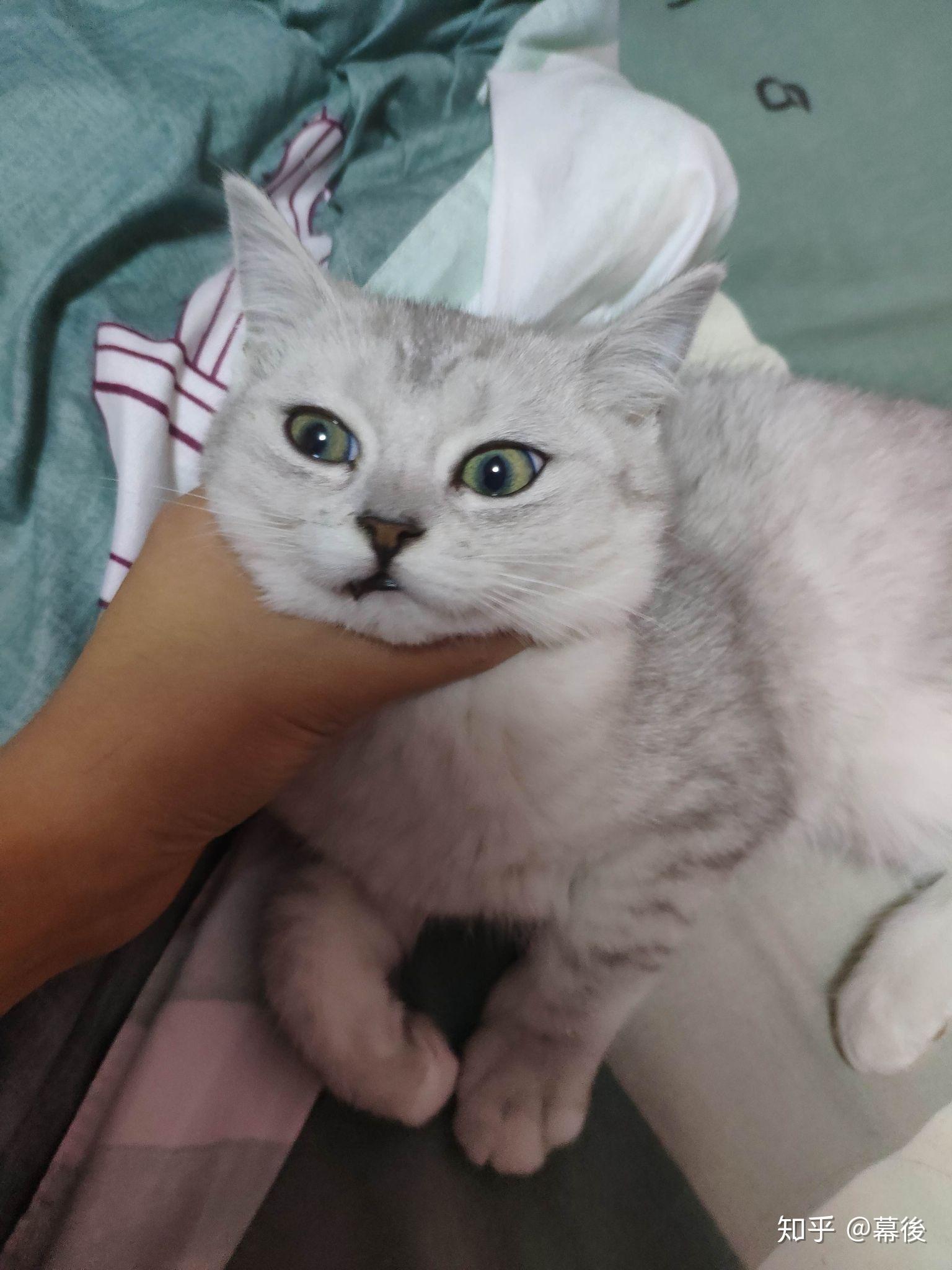 可以帮忙看一下这是银渐层和什么串的吗