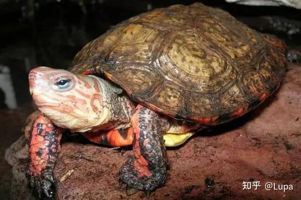 按价格排序常见观赏龟类推荐（半水龟篇） - 知乎