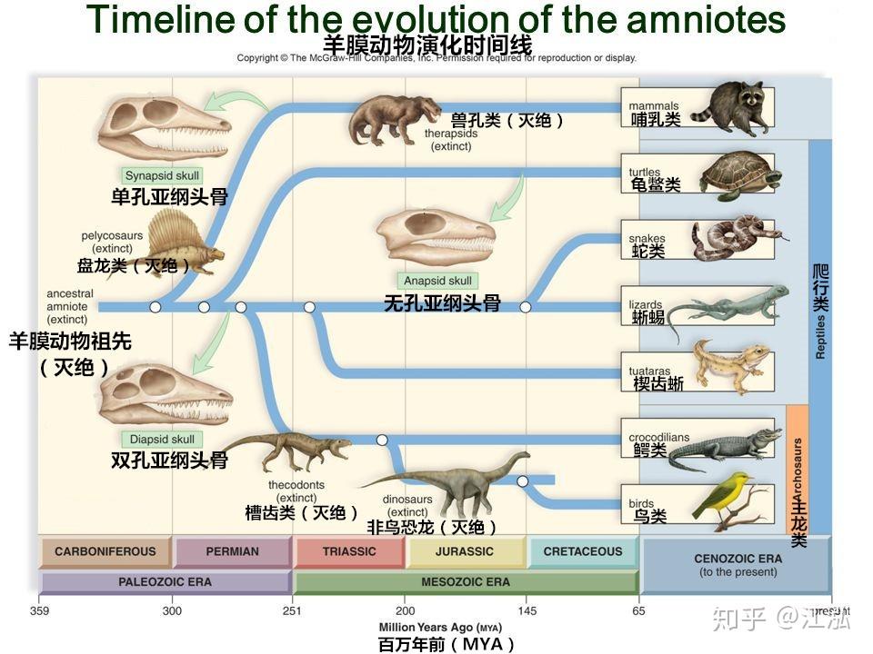 先有鸡还是先有蛋来一节蛋蛋进化史