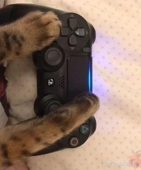 猫喜欢人类的脚 v2-a142dca36df53545138dfe9131a9ee1a_r.jpg