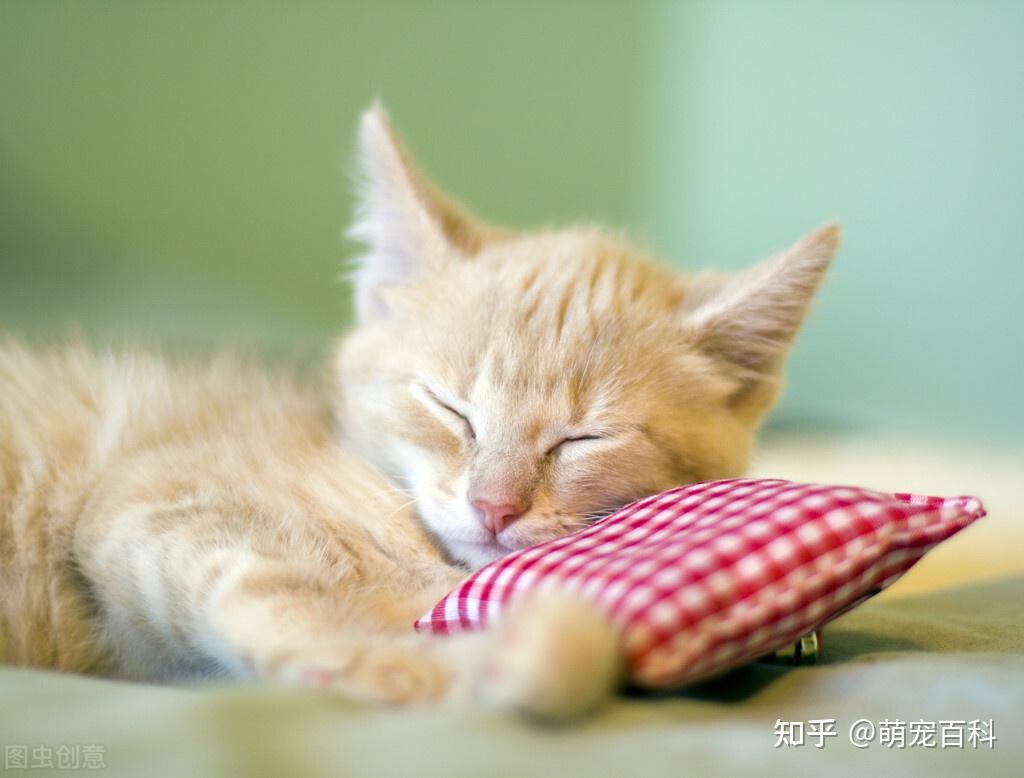 【爱睡懒觉的小猫咪壁纸】高清 "爱睡懒觉的小猫咪壁纸"第5张_太平洋电脑网壁纸库
