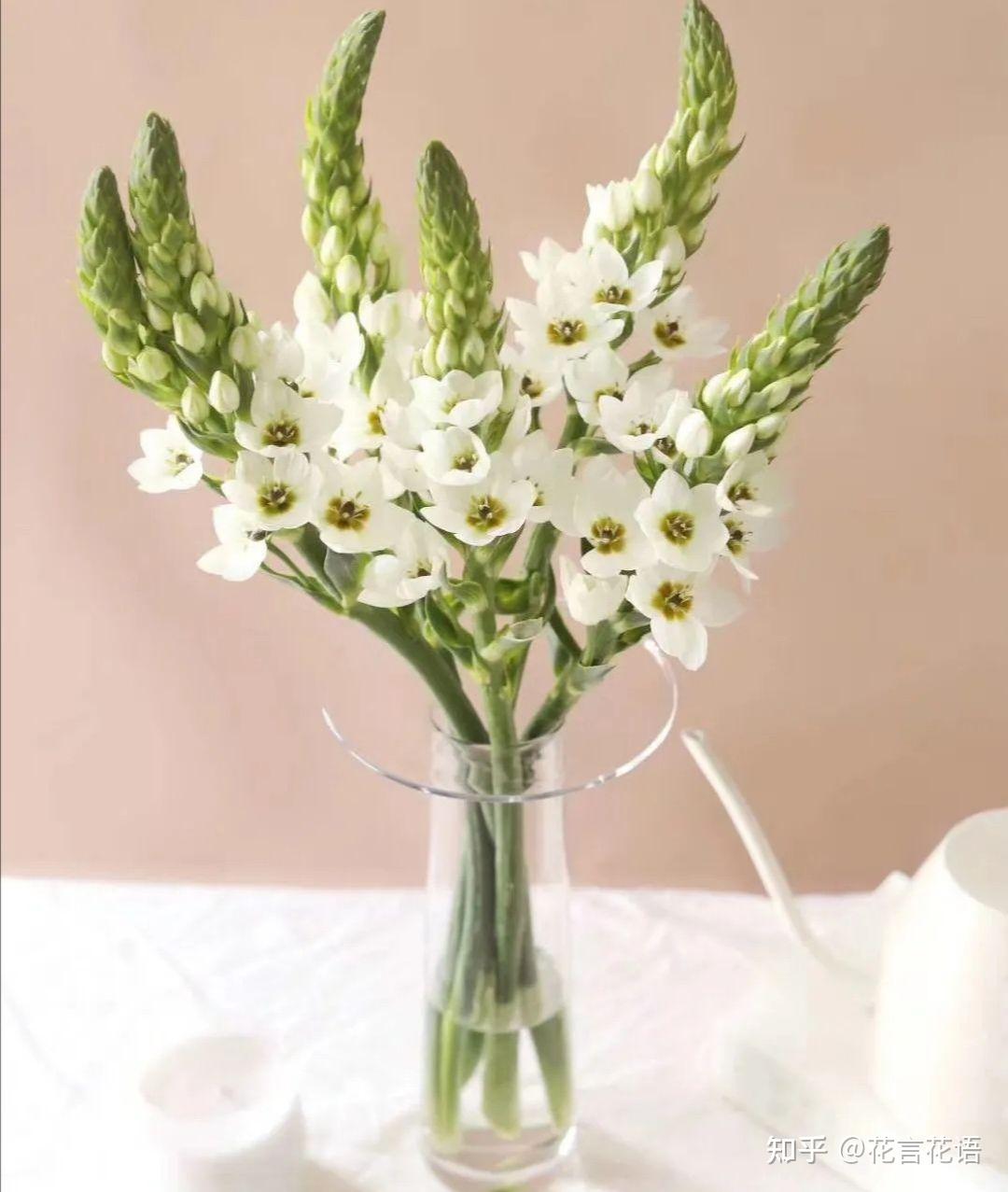 鲜切花圣星百合养护