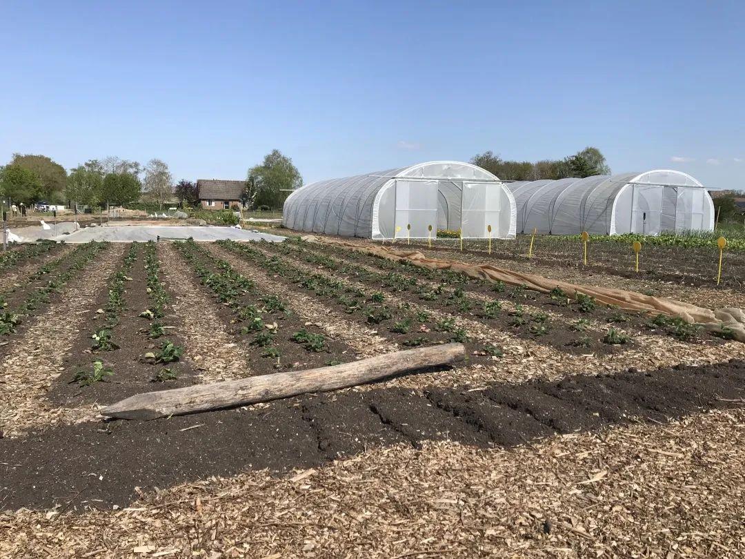 种菜一点也不慢生活荷兰农场实习手记