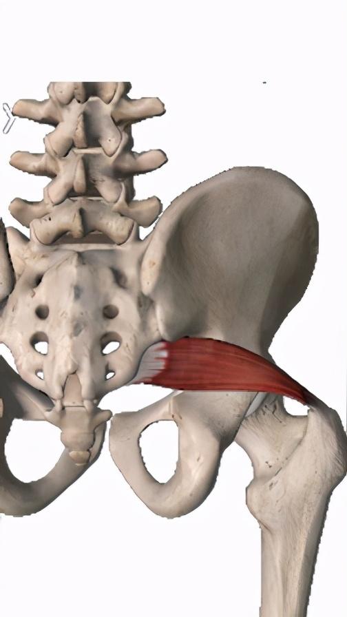 由此可知,梨状肌和闭孔内肌在骨盆带负责稳定的重要性,以下分别介绍这