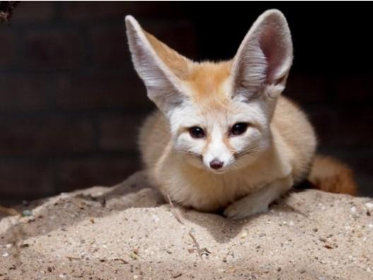 介绍沙漠狐狸耳廓狐性格特征和习性特征 